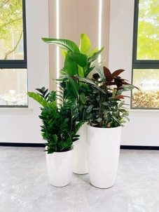 找宁波北仑植物租赁服务？这家好到超乎想象！