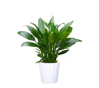 慈溪花卉租赁设计