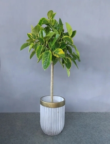 余姚花卉租摆超专业，装点多彩空间